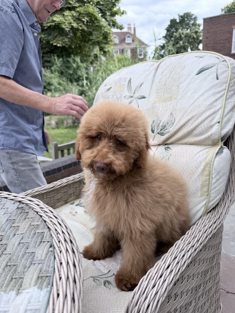 Brown cockapoo puppy on a wicker garden sofa