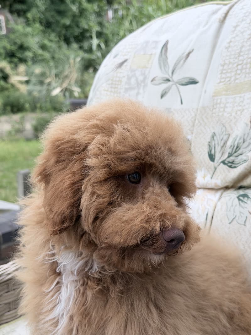 Apricot cockapoo sitting on a patterned garden cushion, hedge behind