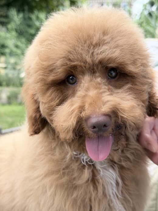 Apricot cockapoo puppy facing the camera with its tongue out