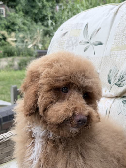 Apricot cockapoo sitting on a garden cushion looking at the camera