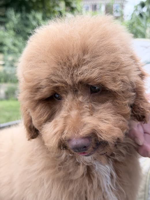 Fluffy apricot cockapoo puppy with a hand resting at its neck