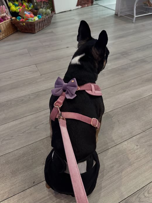 Black dog in a pink harness and lead with a lilac bow on its collar