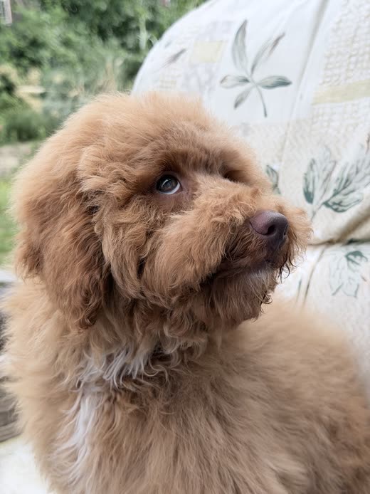 Soft close crop of an apricot cockapoo's face and coat